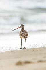 Shorebird with long beak foraging for food at sandy ocean beach with waves in background - Santa Barbara, California