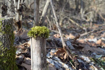 Moss growing on top of a tree stump in the winter