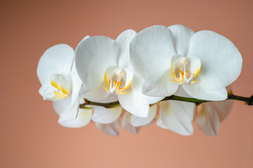 White phalaenopsis orchid on a beige background. Flowers close up