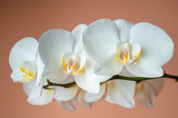 Naklejka na ściany i meble White phalaenopsis orchid on a beige background. Flowers close up