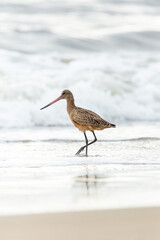 Shorebird with long beak foraging for food at sandy ocean beach with waves in background - Santa Barbara, California