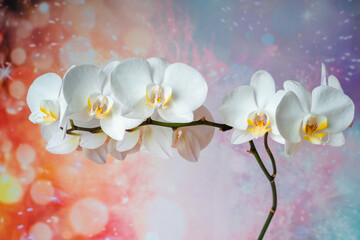 White phalaenopsis orchid on a rainbow background. Flowers close up
