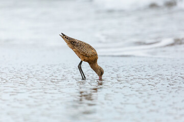 Shorebird with long beak foraging for food at sandy ocean beach with waves in background - Santa Barbara, California