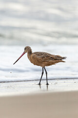 Shorebird with long beak foraging for food at sandy ocean beach with waves in background - Santa Barbara, California