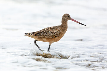 Shorebird with long beak foraging for food at sandy ocean beach with waves in background - Santa Barbara, California