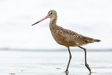 Shorebird with long beak foraging for food at sandy ocean beach with waves in background - Santa Barbara, California