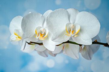 Naklejka na ściany i meble White phalaenopsis orchid on a blue background. Flowers close up