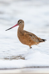 Shorebird with long beak foraging for food at sandy ocean beach with waves in background - Santa Barbara, California