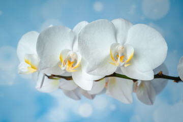 Obraz premium White phalaenopsis orchid on a blue background. Flowers close up