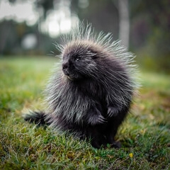 Porcupine