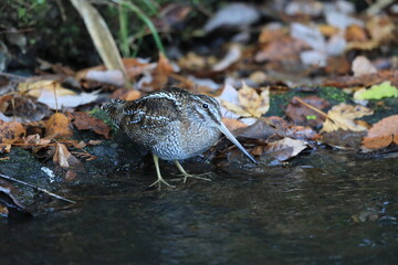 Solitary Snipe (Gallinago solitaria) in Japan