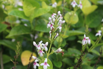 a shrub with withered white flowers