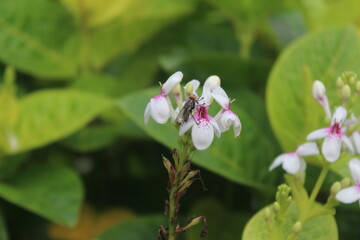 a shrub with withered white flowers