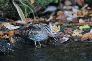Solitary Snipe (Gallinago solitaria) in Japan