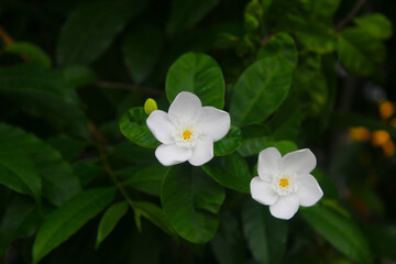 Obraz na płótnie Canvas This shrub called pinwheel jasmine has white flowers and 5 petals