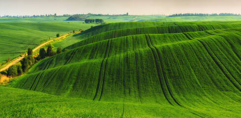 Fototapeta na wymiar Rolling hills of green wheat fields. Amazing fairy minimalistic landscape with waves hills