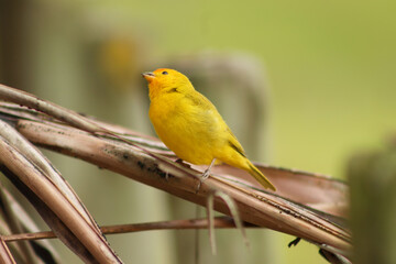 Natureza P&aacute;ssaro Peixe Fogo P&ocirc;r do Sol