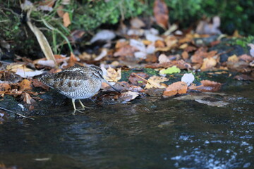Solitary Snipe (Gallinago solitaria) in Japan