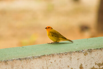 Natureza Pássaro Peixe Fogo Pôr do Sol