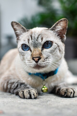portrait of a cat
