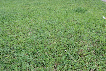 green grass in the field