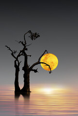 old tree in the night