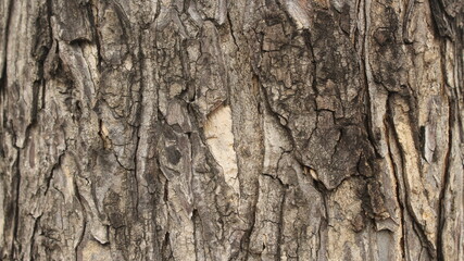 texture skin tree trunk wood 