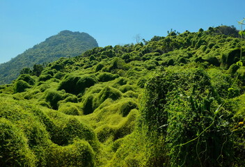 green plantation