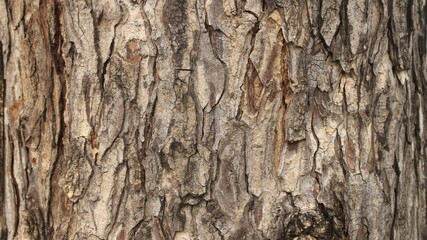 texture skin tree trunk wood 
