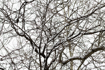 Tree branches in the snow. Winter city park. white snow on the trees.