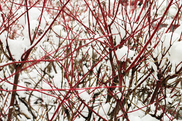 Red bush branches in white snow. Unusual tree Cornus alba