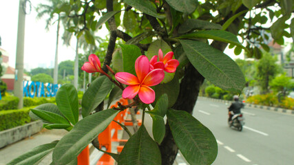 Japanese camboja flower has 5 petals and is pink