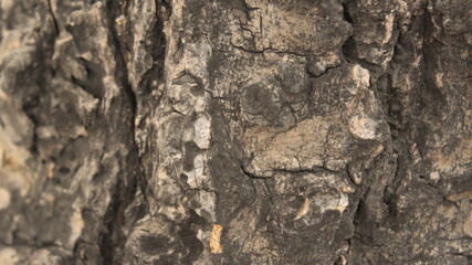 texture skin tree trunk wood 