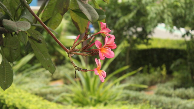 Japanese camboja flower has 5 petals and is pink