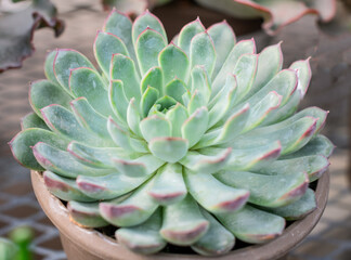 One fresh succulent green plant in the garden