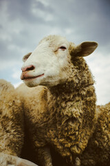 Retrato de una oveja en el campo