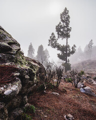 tree in the fog