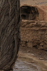 desert nature
