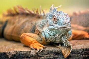 A green iguana. It is a genus of herbivorous lizards that are native to tropical areas of Mexico, Central America, South America, and the Caribbean. The word iguana is derived from the original Taino.