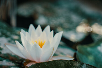 Water lily among the green foliage. White lotus flower with yellow stamens. Close up. Nature of...