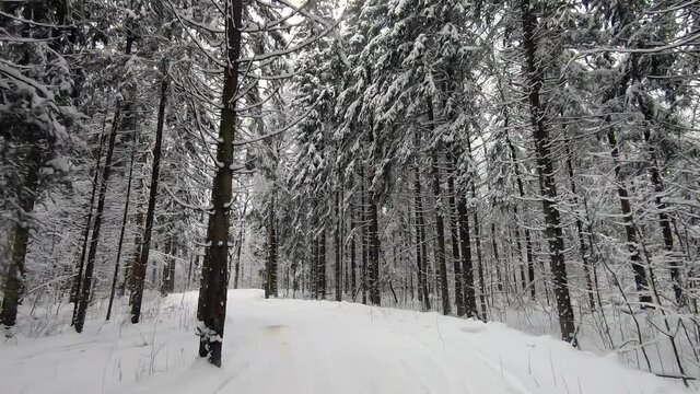 POV trip by off-road car through the winter forest. Beautiful landscape of snowy forest in winter. Travel by car in winter