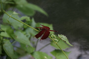 Beautiful dragonfly Neurothemis terminata on a leaf