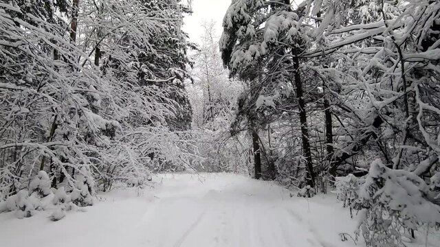 POV trip by off-road car through the winter forest - a look back. Beautiful landscape of snowy forest in winter. Travel by car in winter
