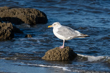 Herring Gull by the Water