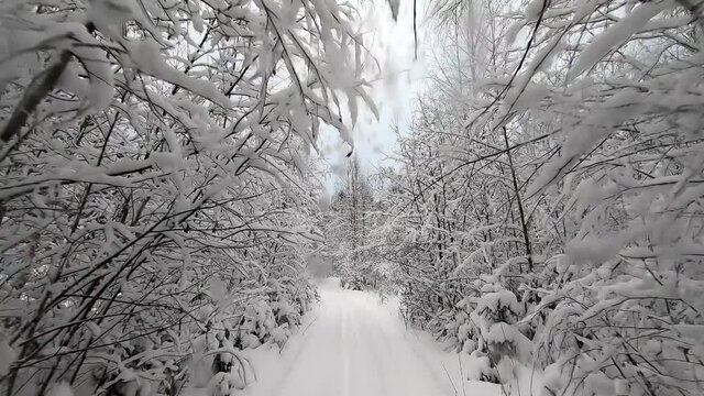 POV trip by off-road car through the winter forest - a look back. Beautiful landscape of snowy forest in winter. Travel by car in winter