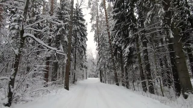 POV trip by off-road car through the winter forest - a look back. Beautiful landscape of snowy forest in winter. Travel by car in winter