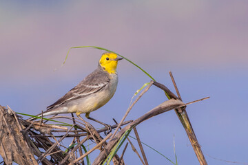 Yellow Wagtail perching on the long grass in a large marshland