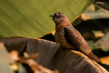 Common Hawk-Cuckoo or Brainfever bird perching on a banana leaf