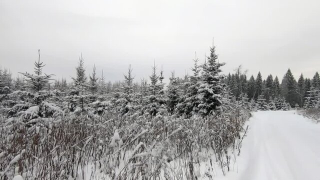 POV trip by off-road car through the winter forest - a look back. Beautiful landscape of snowy forest in winter. Travel by car in winter