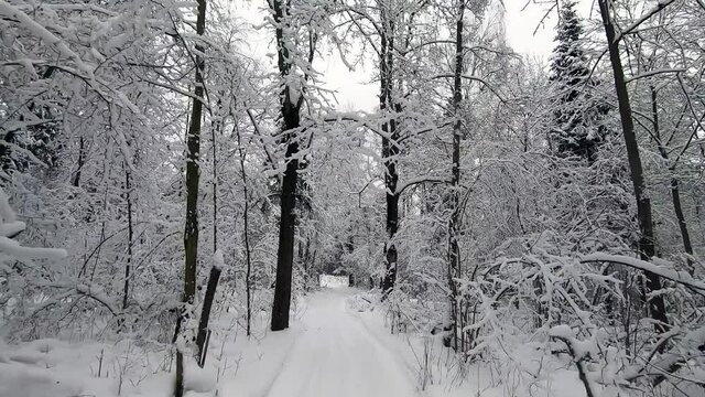 POV trip by off-road car through the winter forest - a look back. Beautiful landscape of snowy forest in winter. Travel by car in winter